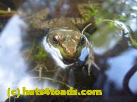 /home//u458753944/public_html/sourcegallery//Frogs/More bullfrogs/P1070698.JPG
